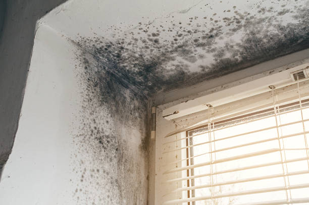 Affordable Black Mold Remediation solutions in South Mills, NC